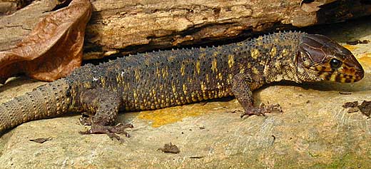 Types Of Lizards Animal Pictures And Facts Factzoo Com