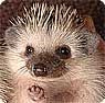 pygmy hedgehog
